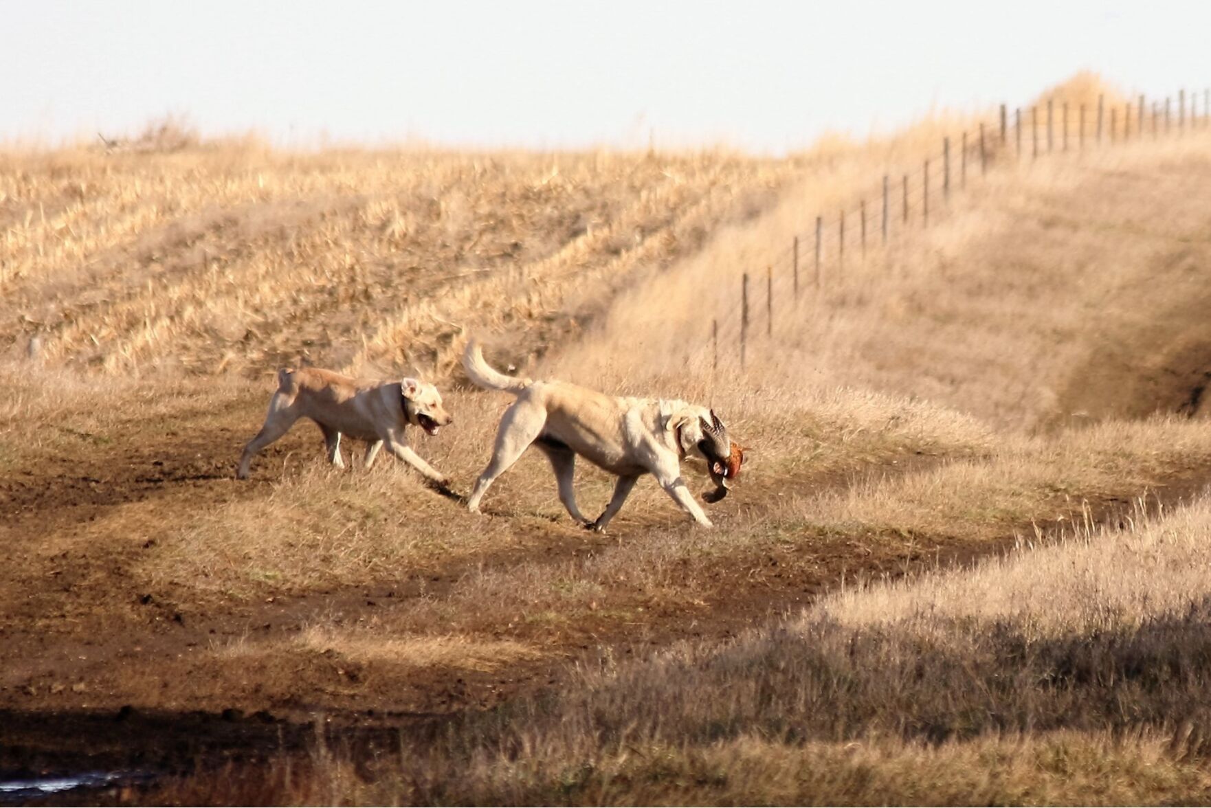 Hunting dogs